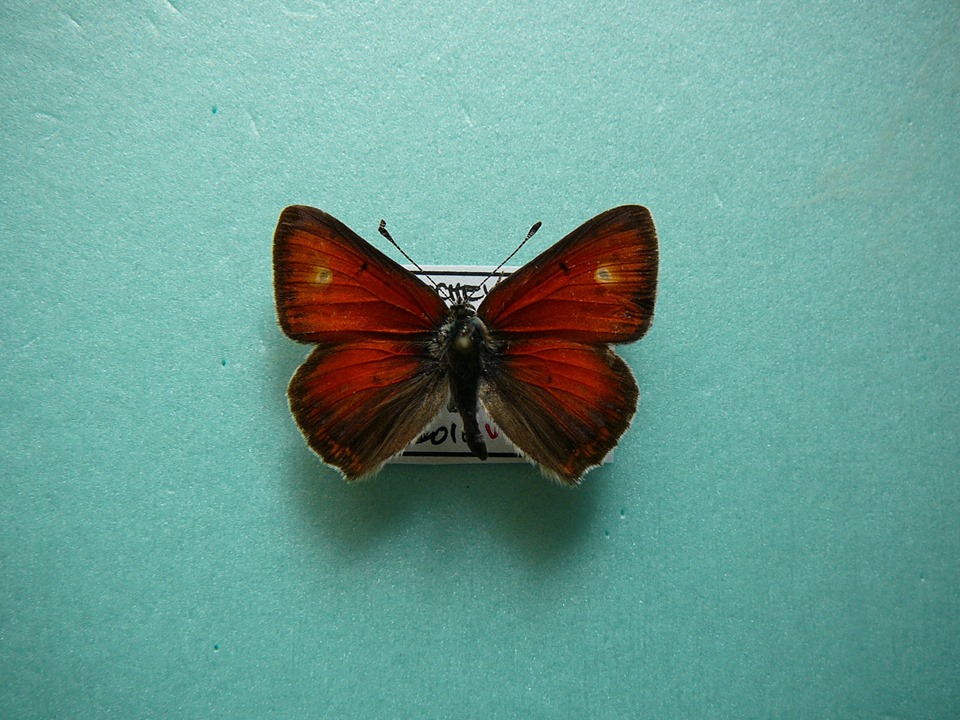 Palaeochrysophanus hippothoe (aberrant, Ceahlau mountain, Romania,  7-4-2015, 1200m ele.) [Internet image property of respective owner, non commercial use only]